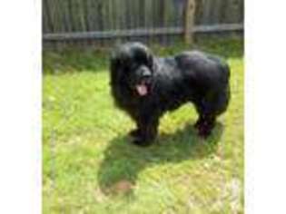 Newfoundland Puppy for sale in CONNEAUT, OH, USA