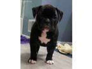 American Bulldog Puppy for sale in Harrison, MI, USA