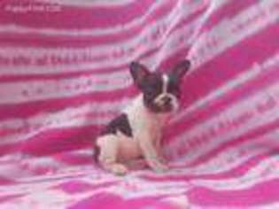 French Bulldog Puppy for sale in North Collins, NY, USA