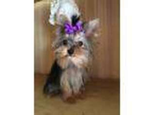 Yorkshire Terrier Puppy for sale in Chula Vista, CA, USA