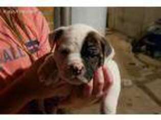 American Bulldog Puppy for sale in Huber Heights, OH, USA
