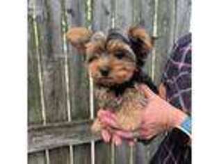 Yorkshire Terrier Puppy for sale in Plymouth, IN, USA