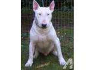 Bull Terrier Puppy for sale in GRANTS PASS, OR, USA