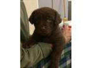 Chesapeake Bay Retriever Puppy for sale in Paulden, AZ, USA