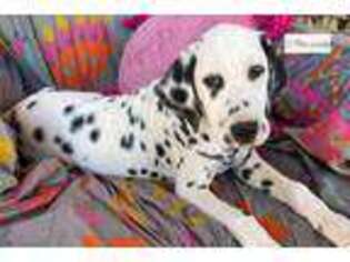 Dalmatian Puppy for sale in Greensboro, NC, USA