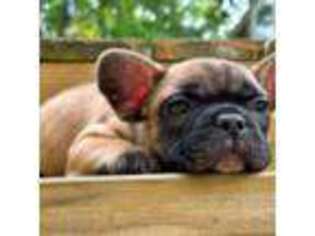 French Bulldog Puppy for sale in Chesterfield, VA, USA