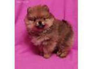 Pomeranian Puppy for sale in Summer Shade, KY, USA