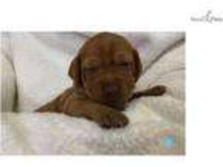 Vizsla Puppy for sale in Springfield, IL, USA