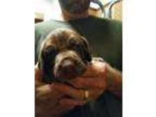 Wirehaired Pointing Griffon Puppy for sale in Daytona Beach, FL, USA