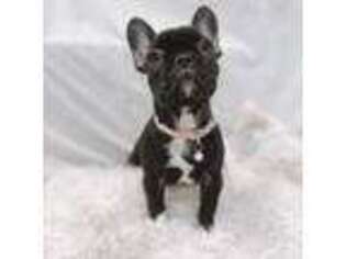 French Bulldog Puppy for sale in Dallas, TX, USA