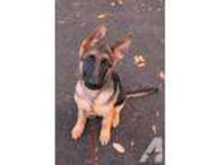 German Shepherd Dog Puppy for sale in AUMSVILLE, OR, USA
