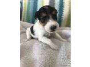 Mutt Puppy for sale in Barnesville, OH, USA