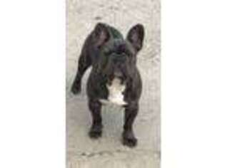 French Bulldog Puppy for sale in Morning View, KY, USA