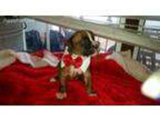 Boxer Puppy for sale in Ceres, CA, USA