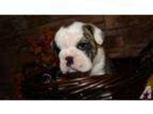 Bulldog Puppy for sale in OLIVER SPRINGS, TN, USA