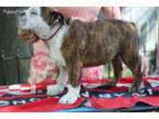 Bulldog Puppy for sale in Granite City, IL, USA