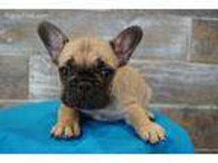 French Bulldog Puppy for sale in De Leon Springs, FL, USA