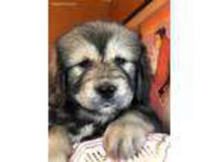 Tibetan Mastiff Puppy for sale in Lawson, MO, USA