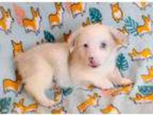 Pembroke Welsh Corgi Puppy for sale in Redford, MI, USA