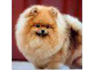 Pomeranian Puppy for sale in Randleman, NC, USA