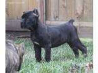 Cane Corso Puppy for sale in Port Saint Lucie, FL, USA
