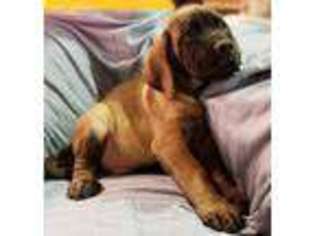 Mastiff Puppy for sale in Canton, TX, USA