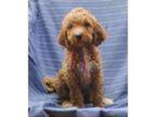 Goldendoodle Puppy for sale in Zanesville, OH, USA