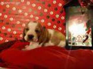 Basset Hound Puppy for sale in Centerville, TX, USA