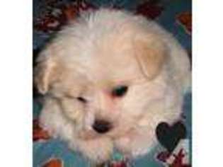 Maltese Puppy for sale in MURCHISON, TX, USA