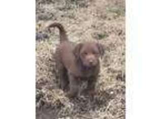 Labrador Retriever Puppy for sale in Xenia, IL, USA