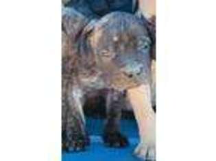 Mastiff Puppy for sale in Pangburn, AR, USA