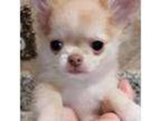 Chihuahua Puppy for sale in Wayland, MI, USA