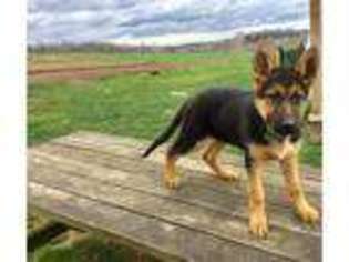 German Shepherd Dog Puppy for sale in New Providence, PA, USA