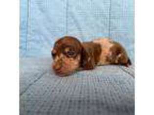Dachshund Puppy for sale in Arlington, MN, USA