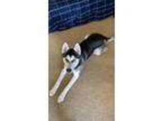 Siberian Husky Puppy for sale in Horsham, PA, USA