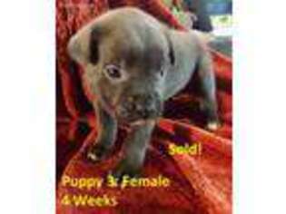 Cane Corso Puppy for sale in Dublin, VA, USA
