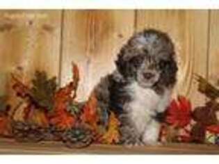 Mutt Puppy for sale in Seymour, IA, USA