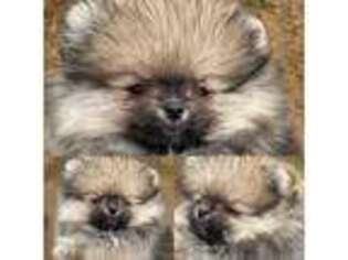 Pomeranian Puppy for sale in El Paso, TX, USA