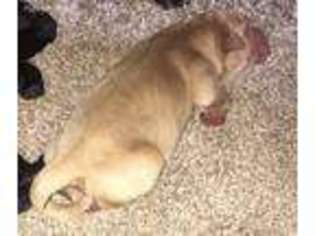 Labrador Retriever Puppy for sale in Christiansburg, VA, USA