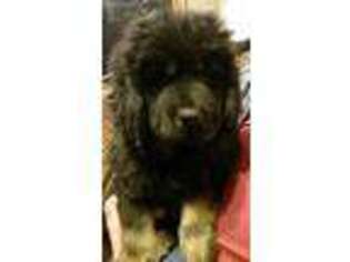 Tibetan Mastiff Puppy for sale in Harcourt, IA, USA