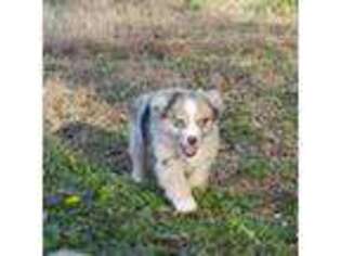 Miniature Australian Shepherd Puppy for sale in New Boston, TX, USA