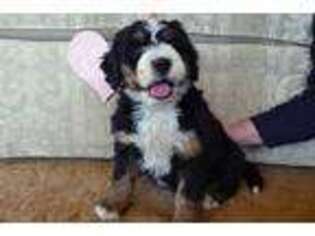 Bernese Mountain Dog Puppy for sale in Roy, UT, USA