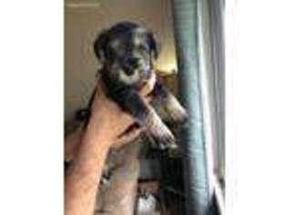 Mutt Puppy for sale in Mexico, MO, USA