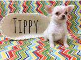 Chihuahua Puppy for sale in Petal, MS, USA