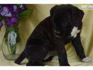 Boxer Puppy for sale in Columbus, OH, USA