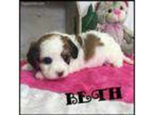 Cavachon Puppy for sale in Kokomo, MS, USA