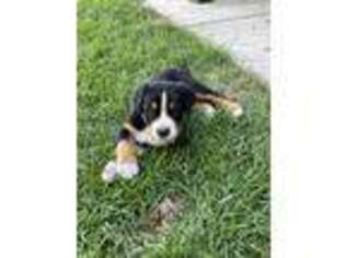 Greater Swiss Mountain Dog Puppy for sale in Gardnerville, NV, USA
