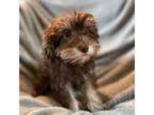 Mutt Puppy for sale in Dickinson, TX, USA