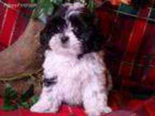 Shih-Poo Puppy for sale in Hartford, AR, USA