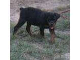 Rottweiler Puppy for sale in Dublin, GA, USA